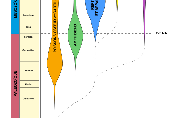 Arbre de l'évolution des vertébrés